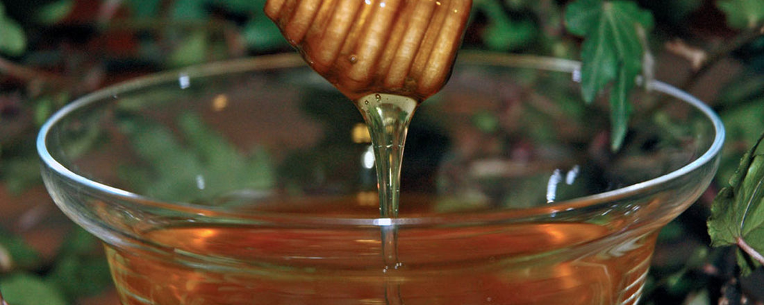 Miele di Cardo