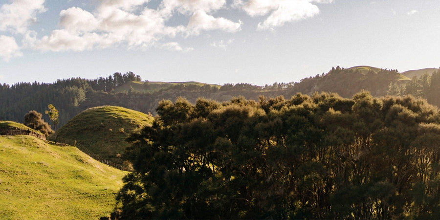 Il miglior miele di Manuka: per cominciare, diamo una rapida occhiata a cosa sia il miele di Manuka. È un miele ottenuto da un arbusto che cresce in Australia e Nuova Zelanda.
