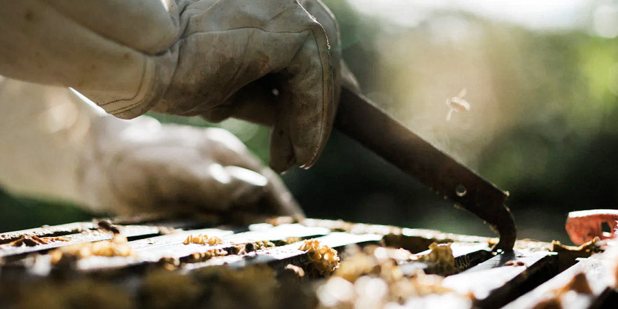 Perché il miele di Manuka è così costoso?